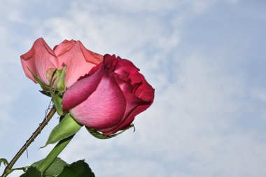 Mavi gökyüzü arka planında güzel güller