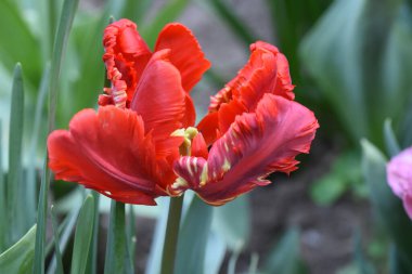 Güneşli yaz gününde bahçede büyüyen güzel laleler. 