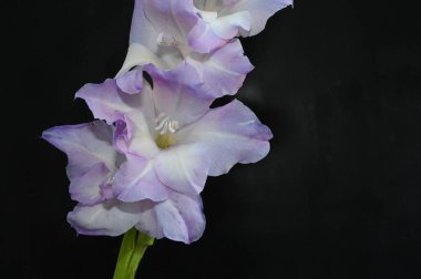 Karanlık arka planda güzel gladyatörler, yaz konsepti, yakın görüş  