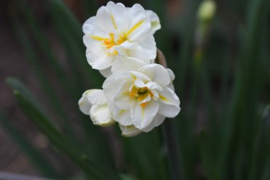 Güneşli yaz gününde bahçede yetişen güzel nergisler. 