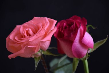 Koyu arkaplanda güzel güller, yaz konsepti, yakın manzara  