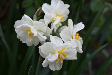 Güneşli yaz gününde bahçede yetişen güzel nergisler. 