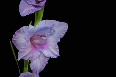 Karanlık arka planda güzel gladyatörler, yaz konsepti, yakın görüş  