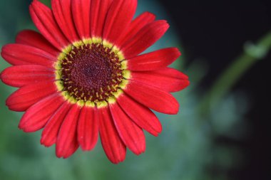 Güzel Gerbera koyu arkaplan, yaz konsepti, yakın görüş   