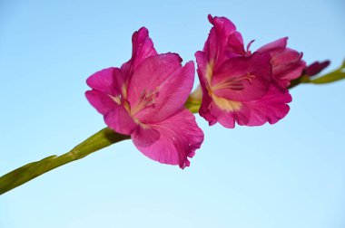 Gökyüzü arka planında güzel gladyatörler, yaz konsepti, yakın görüş  