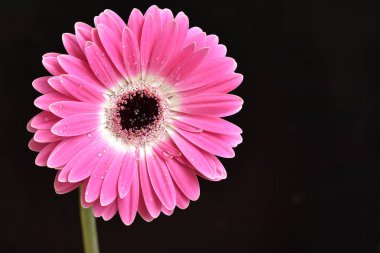 Güzel Gerbera koyu arkaplan, yaz konsepti, yakın görüş   