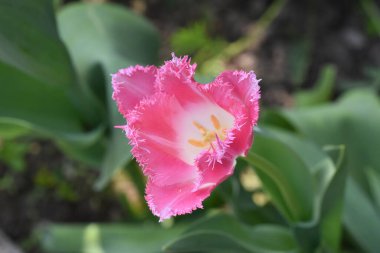 Güneşli yaz gününde bahçede büyüyen güzel lale çiçekleri. 