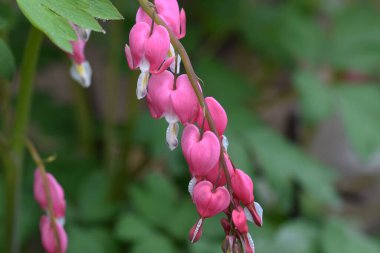 Güneşli yaz gününde bahçede yetişen güzel dicentra çiçekleri. 