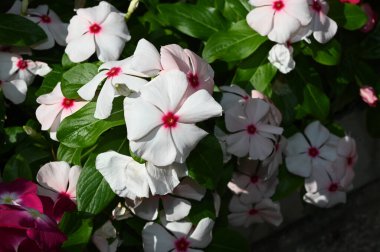Güneşli yaz gününde bahçede yetişen güzel çiçekler. 