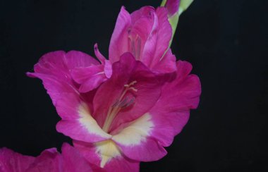 Karanlık arka planda güzel gladyatörler, yaz konsepti, yakın görüş  