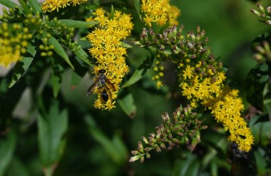 Güneşli yaz gününde bahçede yetişen güzel çiçekler. 