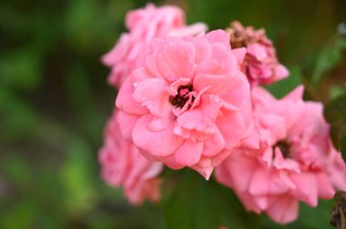 Güneşli yaz gününde bahçede büyüyen güzel güller. 