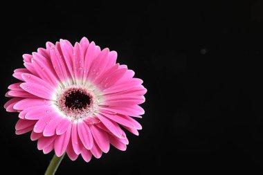Güzel Gerbera koyu arkaplan, yaz konsepti, yakın görüş   