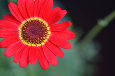 Güzel Gerbera koyu arkaplan, yaz konsepti, yakın görüş   
