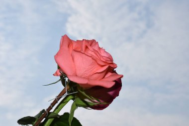 Mavi gökyüzü arka planında güzel güller