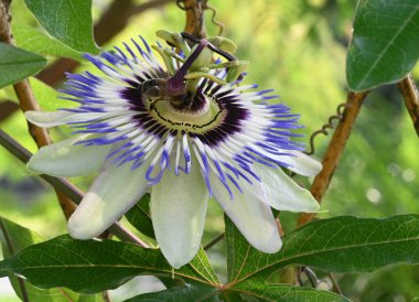 Güneşli yaz gününde bahçede büyüyen güzel bir çiçek. 