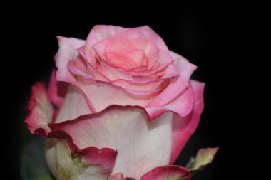 Koyu arkaplanda güzel bir gül, yaz konsepti, yakın görüş  