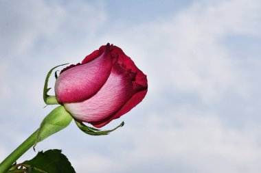 Gökyüzü arka planında güzel bir gül, yaz konsepti, yakın manzara  