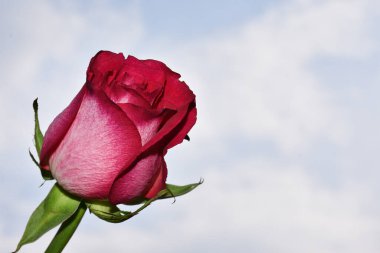 Gökyüzü arka planında güzel bir gül, yaz konsepti, yakın manzara  