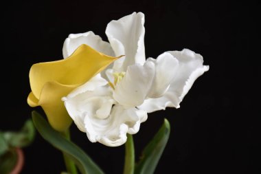 Koyu arkaplanda güzel çiçekler