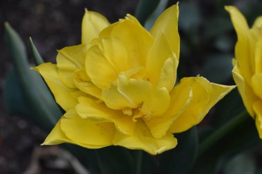 Güneşli yaz gününde bahçede büyüyen güzel laleler. 