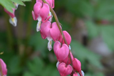 Güneşli yaz gününde bahçede yetişen güzel dicentra çiçekleri. 