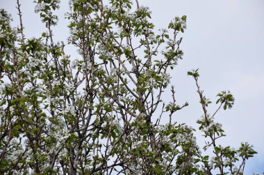 Çiçek açan kiraz ağacı dalları. Güzel çiçekler, yakın plan, bahar konsepti.  