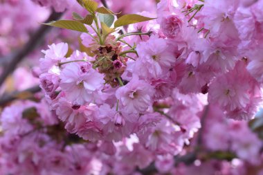 Çiçek açan ağaç dalları, güzel çiçekler, yakın plan, bahar konsepti.  