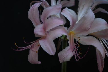 Koyu arkaplanda güzel çiçekler, yaz konsepti, yakın manzara  