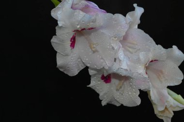 Karanlık arka planda güzel gladyatörler, yaz konsepti, yakın görüş  