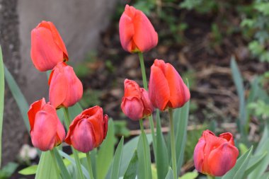 Güneşli yaz gününde bahçede büyüyen güzel laleler. 