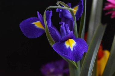 Koyu arkaplanda güzel çiçekler, yaz konsepti, yakın manzara  