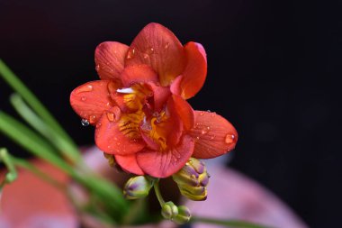 Güneşli yaz gününde bahçede büyüyen güzel bir çiçek. 