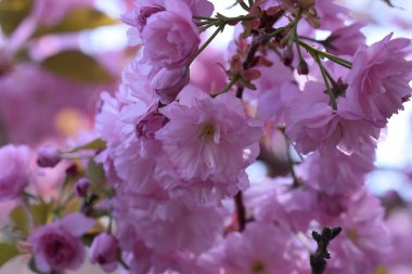 Çiçek açan ağaç dalları, güzel çiçekler, yakın plan, bahar konsepti.  