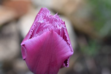Güneşli yaz gününde bahçede büyüyen güzel lale çiçekleri. 