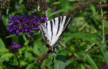 Açık havada yetişen güzel çiçekler, yaz konsepti, yakın manzara.  