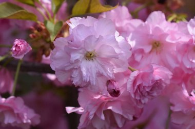 Çiçek açan ağaç dalları, güzel çiçekler, yakın plan, bahar konsepti.  