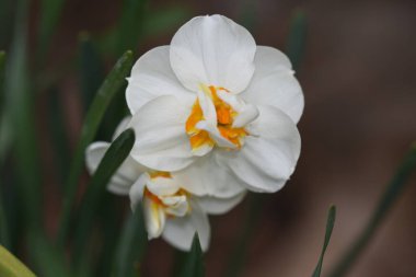 Güneşli yaz gününde bahçede yetişen güzel nergisler. 