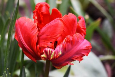 Güneşli yaz gününde bahçede büyüyen güzel lale çiçekleri. 
