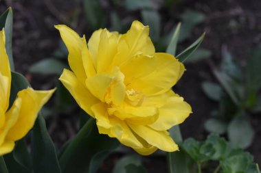 Bahçedeki güzel çiçeğe yaklaş