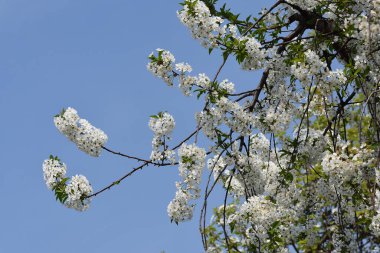 Çiçek açan kiraz ağacı dalları. Güzel çiçekler, yakın plan, bahar konsepti.  