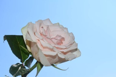 Gökyüzü arka planında güzel bir gül, yaz konsepti, yakın manzara  