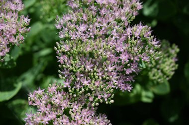 Güneşli yaz gününde bahçede yetişen güzel çiçekler. 