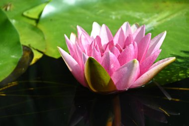 Güzel çiçek açan nilüfer çiçekleri yaz günü gölette büyür. 