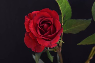 Koyu arkaplanda güzel bir gül, yaz konsepti, yakın görüş  