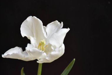 Siyah arkaplandaki güzel çiçeğe yaklaş