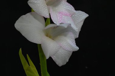 Karanlık arka planda güzel gladyatörler, yaz konsepti, yakın görüş  