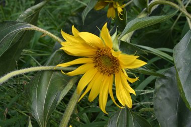 Güneşli yaz gününde bahçede yetişen güzel çiçekler. 