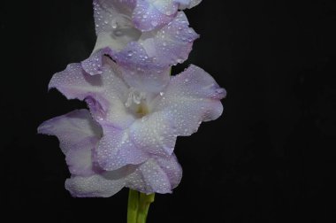 Karanlık arka planda güzel gladyatörler, yaz konsepti, yakın görüş  