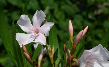 Güneşli yaz gününde bahçede yetişen güzel çiçekler. 